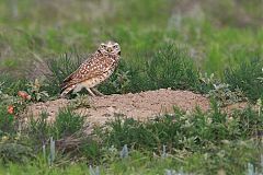 Burrowing Owl